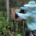 正宗大山野蜂蜜