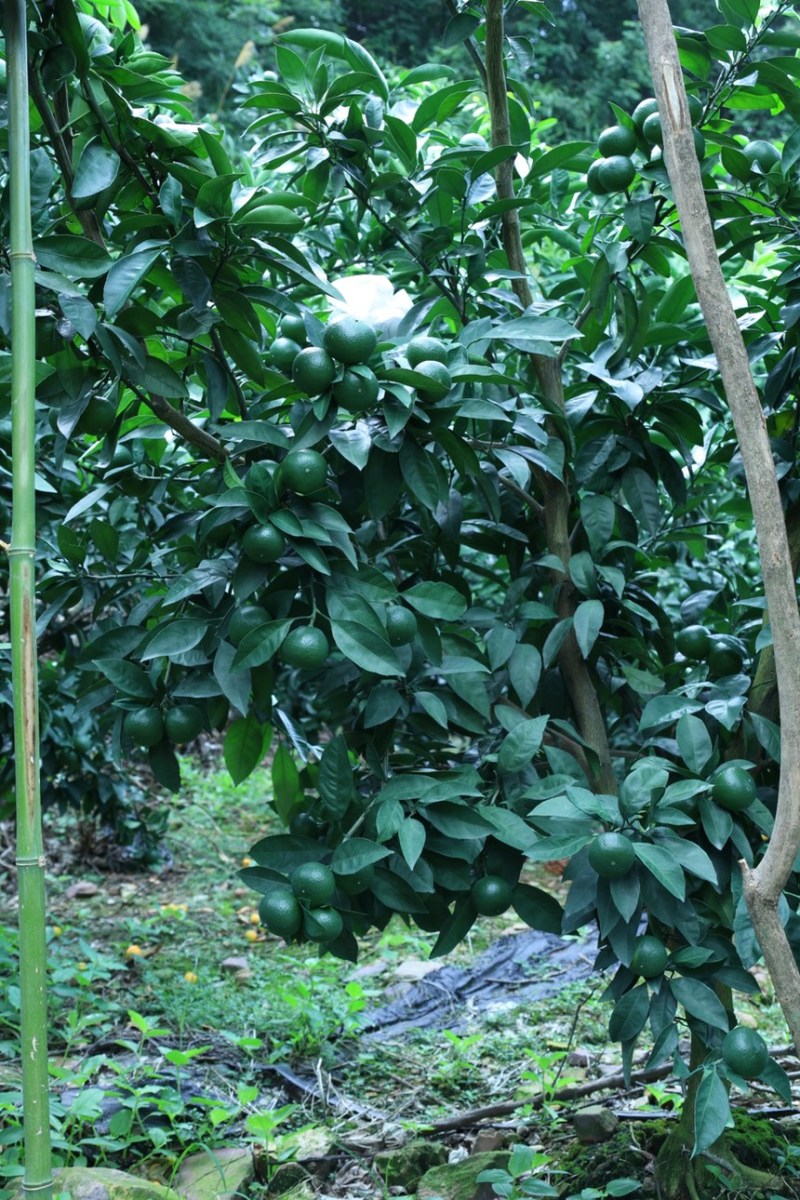 蜜桔