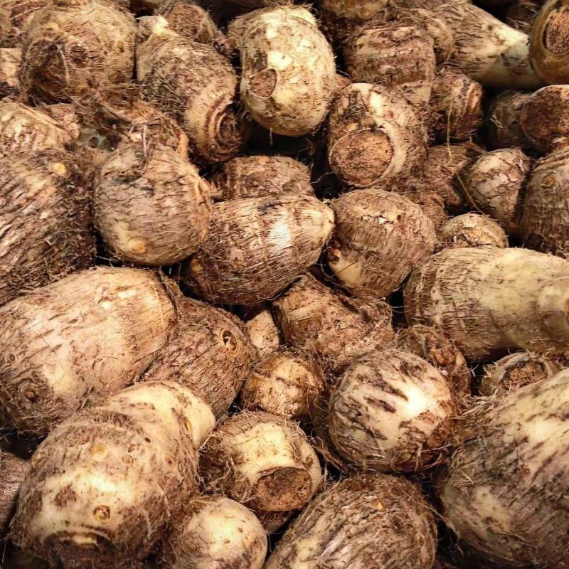 山东省潍坊市临朐县毛芋头大量现货
