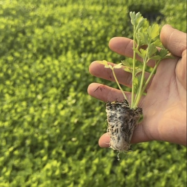 山东临沂法国皇后芹菜苗,量大从优,基地直发