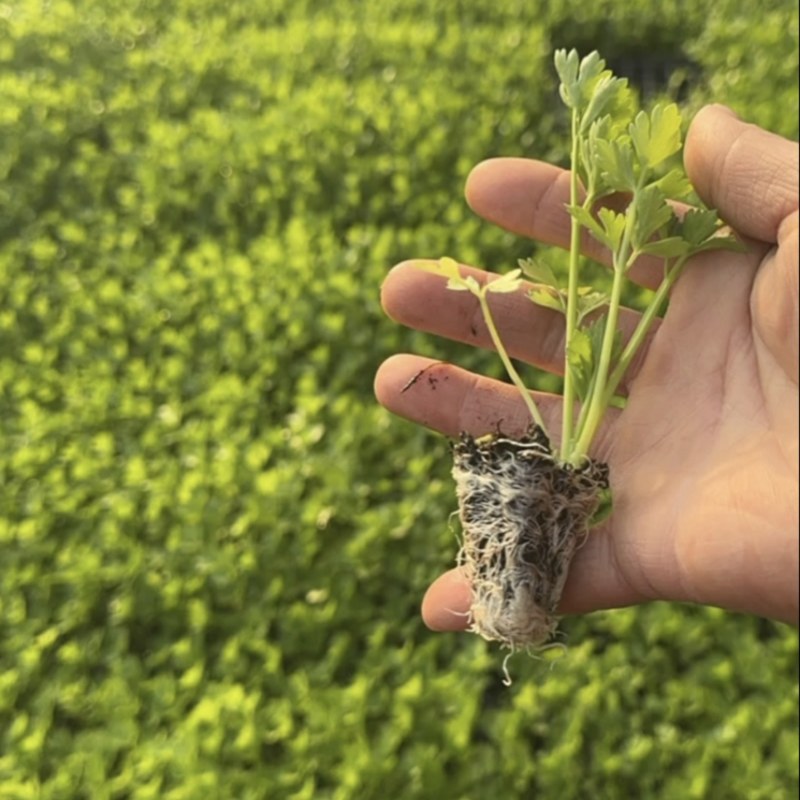 山东临沂法国皇后芹菜苗，量大从优，基地直发