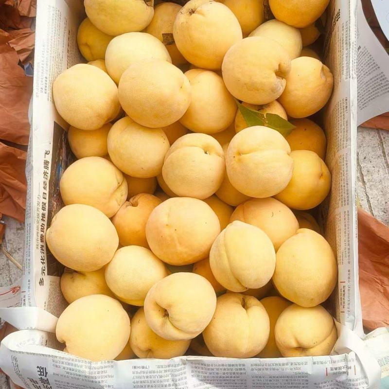 锦绣黄桃。套袋果大量出货中口感好，颜色好，货源充足