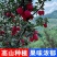 东北鸡心果海棠果大量现货欢迎合作共赢