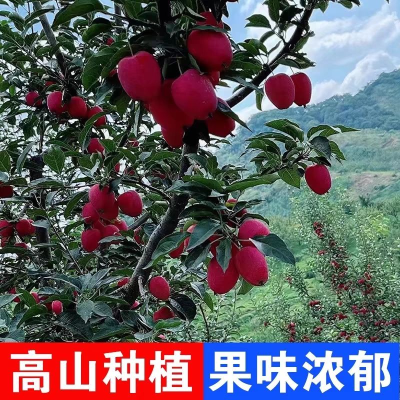 东北鸡心果海棠果大量现货欢迎合作共赢