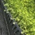 山东临沂法国皇后芹菜苗,量大从优,基地直发