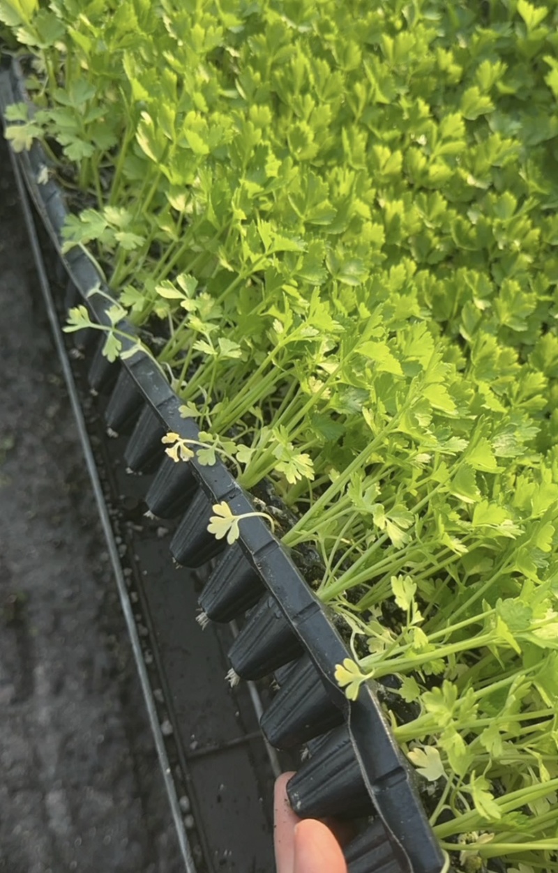 山东临沂法国皇后芹菜苗，量大从优，基地直发