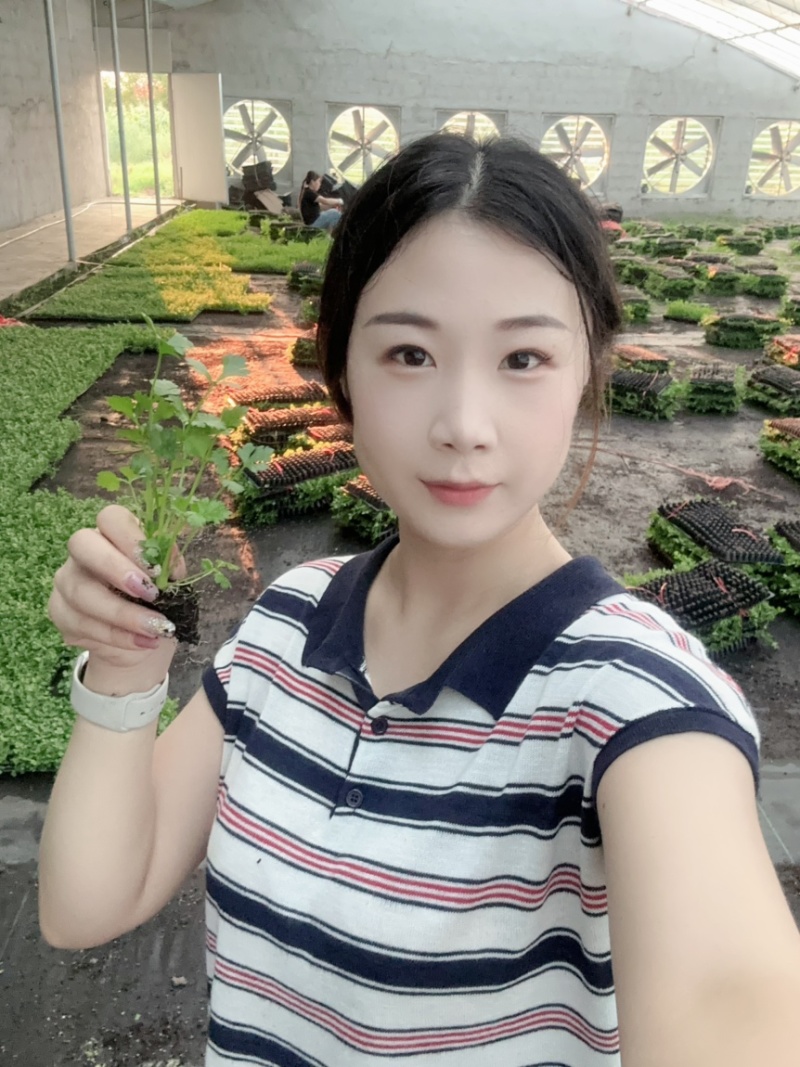 山东临沂法国皇后芹菜苗，量大从优，基地直发