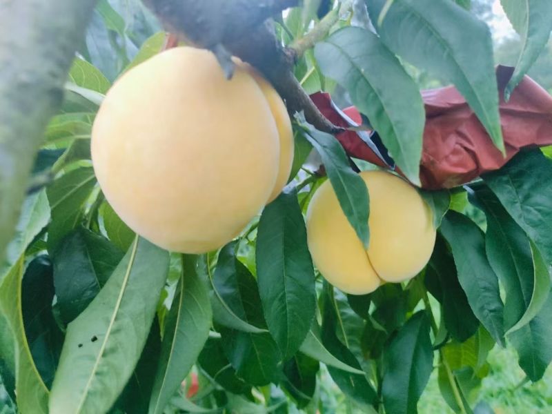 锦绣黄桃。套袋果大量出货中口感好，颜色好，货源充足