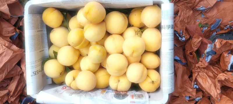 锦绣黄桃。套袋果大量出货中口感好，颜色好，货源充足