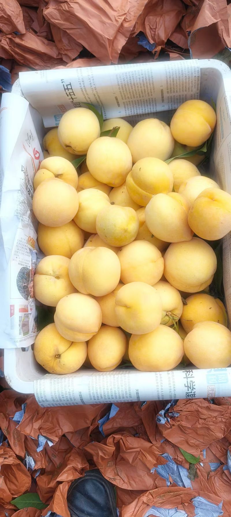 锦绣黄桃。套袋果大量出货中口感好，颜色好，货源充足