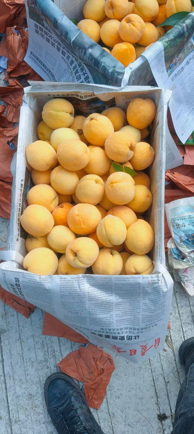 锦绣黄桃。套袋果大量出货中口感好，颜色好，货源充足