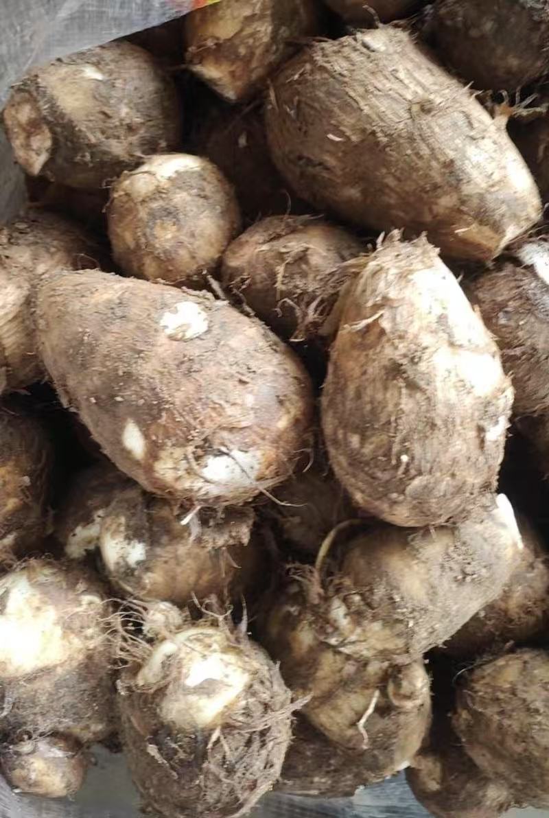 山东省潍坊市临朐县毛芋头大量现货