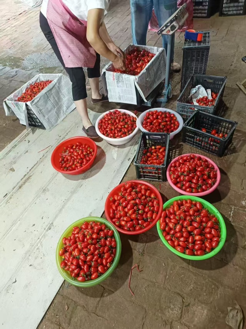 圣女果大量上市需要的老板前来致电