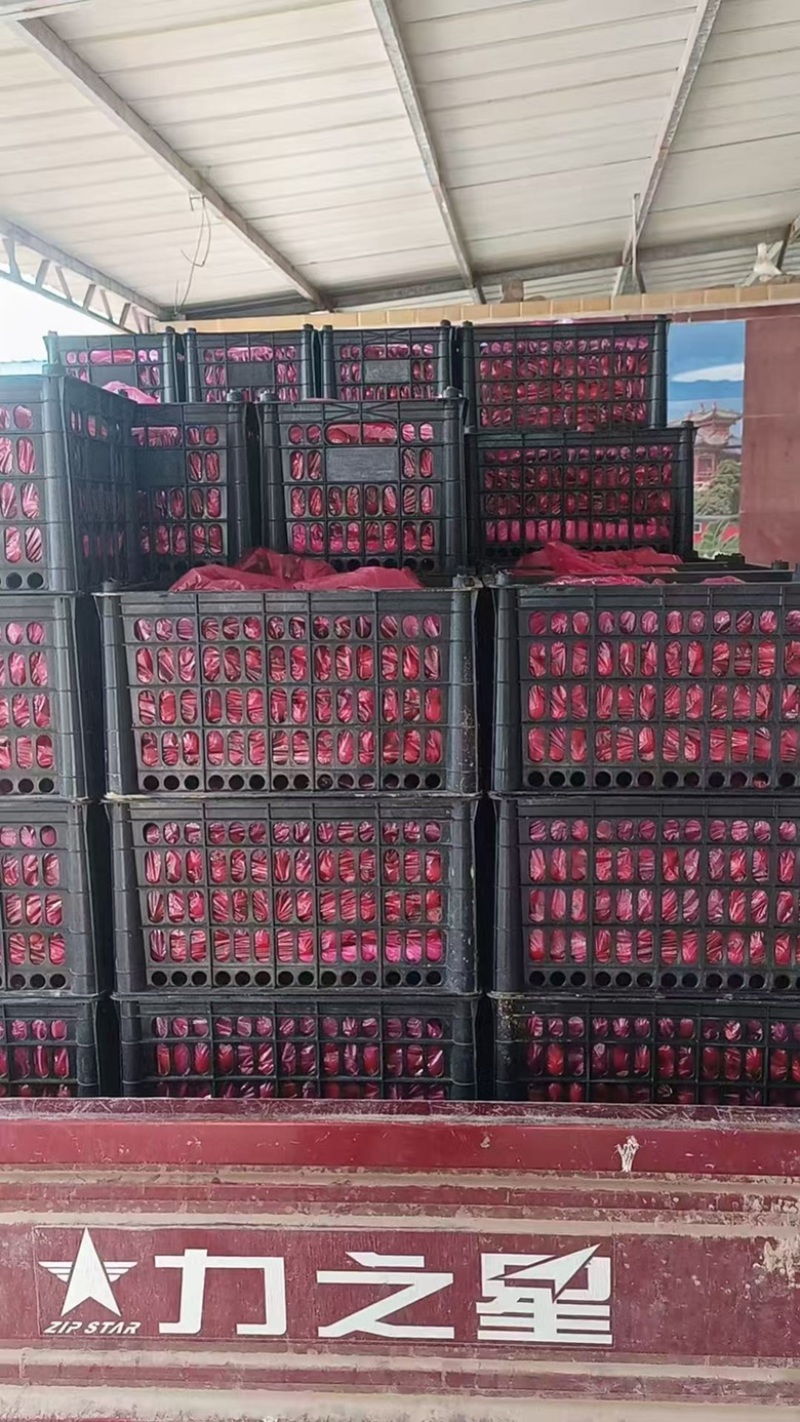 圣女果大量上市需要的老板前来致电