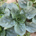 墨妃918菠菜种子一代杂交株型直立整齐度好产量高