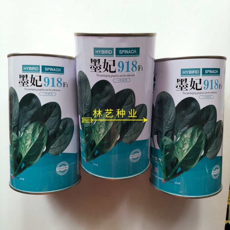 墨妃918菠菜种子一代杂交株型直立整齐度好产量高