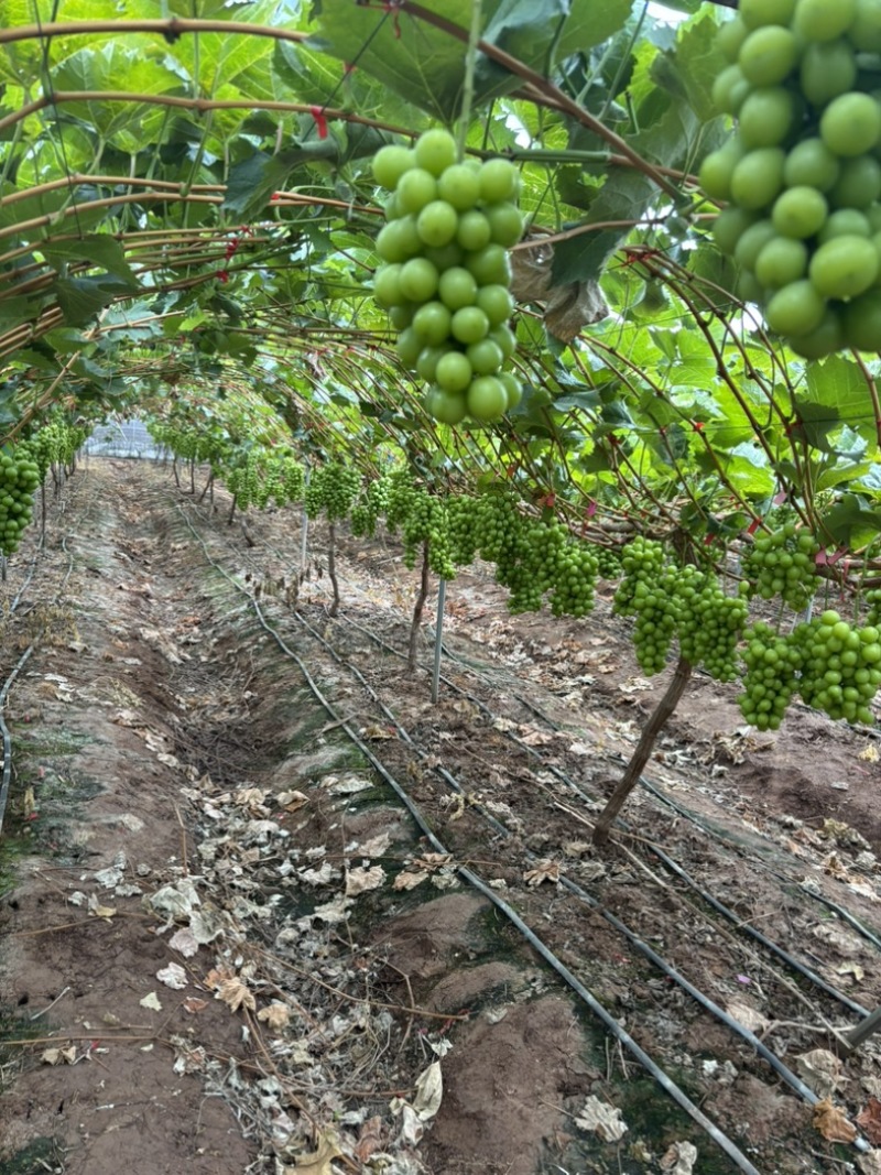 阳光玫瑰加工果。市场货