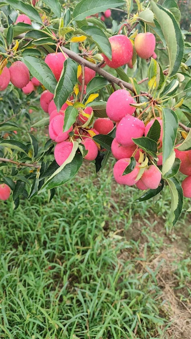 东北鸡心果香槟果海棠果大量现货欢迎合作共赢！
