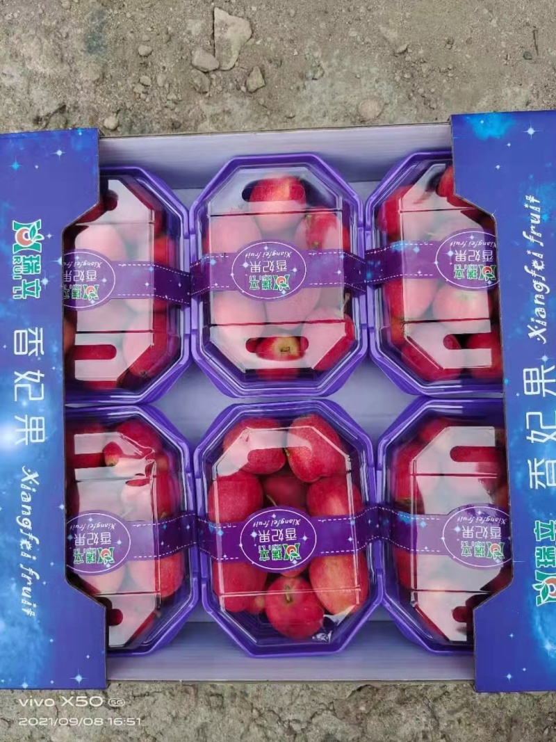 东北鸡心果香槟果海棠果大量现货欢迎合作共赢！