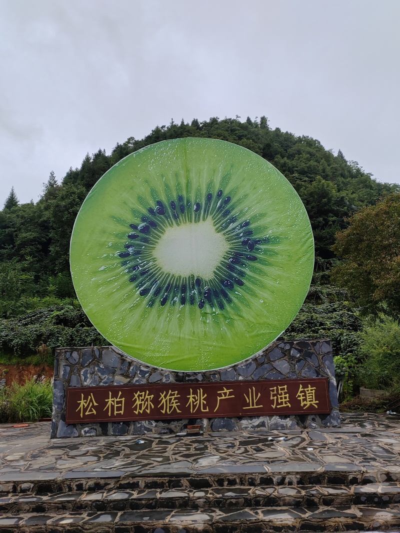湘西高山富硒绿芯猕猴桃米良一号