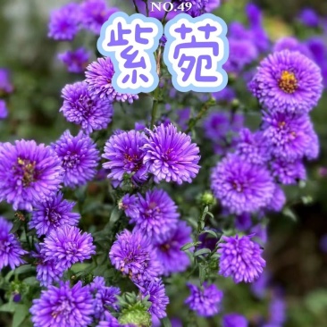 紫菀翠菊重瓣盆栽花苞多年生宿根四季耐热植物阳台室内庭院耐寒