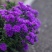 紫菀翠菊重瓣盆栽花苞多年生宿根四季耐热植物阳台室内庭院耐寒