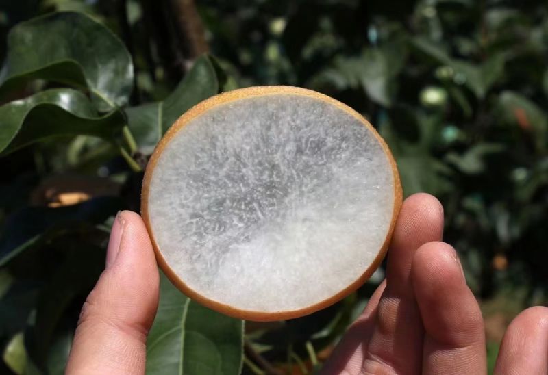 秋月梨，欢迎老板来收购，可长期合作