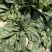 汇蔬黑帅F1大叶菠菜种子耐热抗病高产四季播阳台盆栽蔬菜籽
