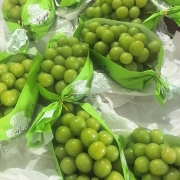 阳光玫瑰葡萄