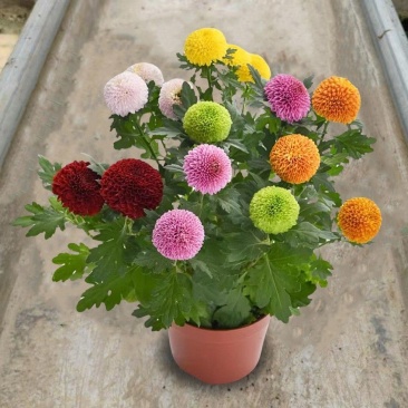 七彩乒乓球菊四季开花菊花带花盆栽花卉庭院阳台好养室内