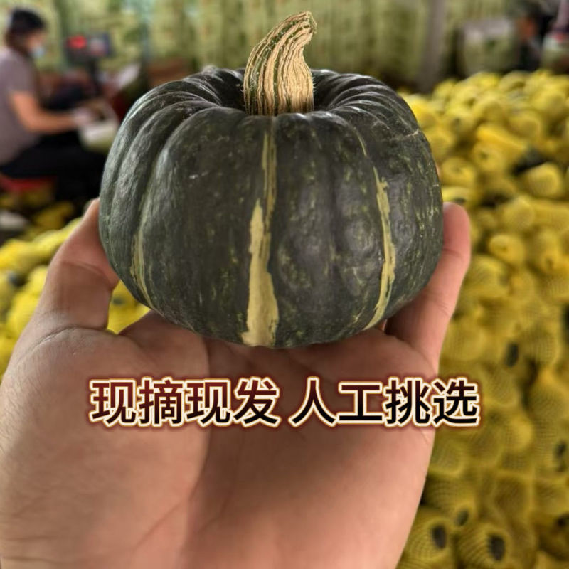 正宗精品山东潍坊贝贝南瓜货源充足电商一件代发社区团购