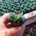 子宝多肉植物元宝花肉肉办公室内桌面绿植花卉