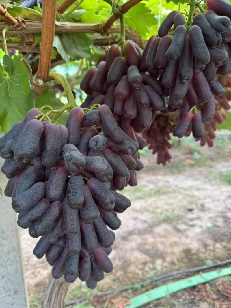 蓝宝石葡萄