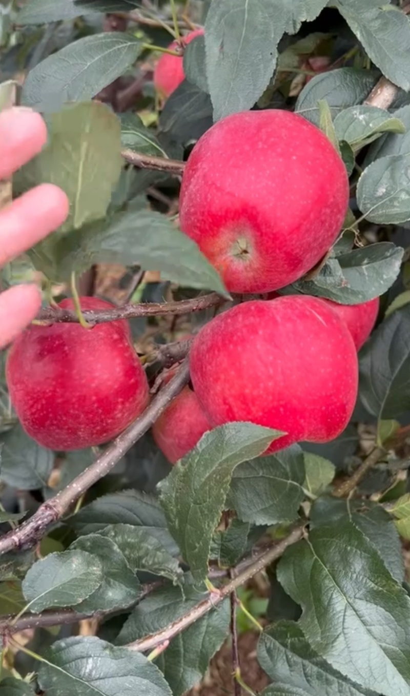 辽宁绥中鲁丽苹果颜色好口感甜脆大量上市中