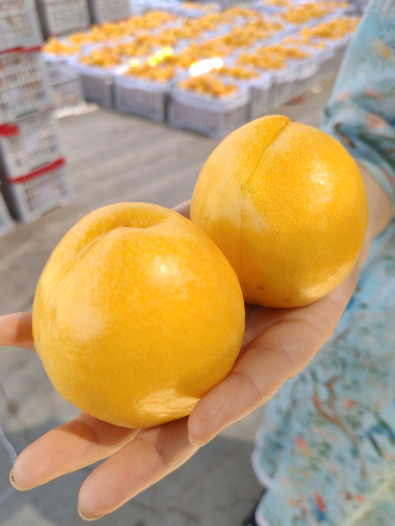 黄金芒芒油桃