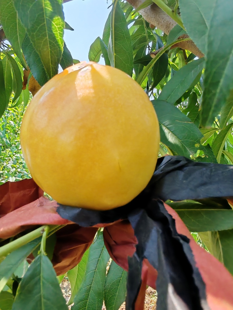 黄金芒芒油桃