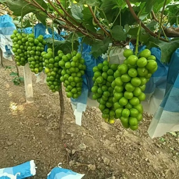 阳光玫瑰葡萄
