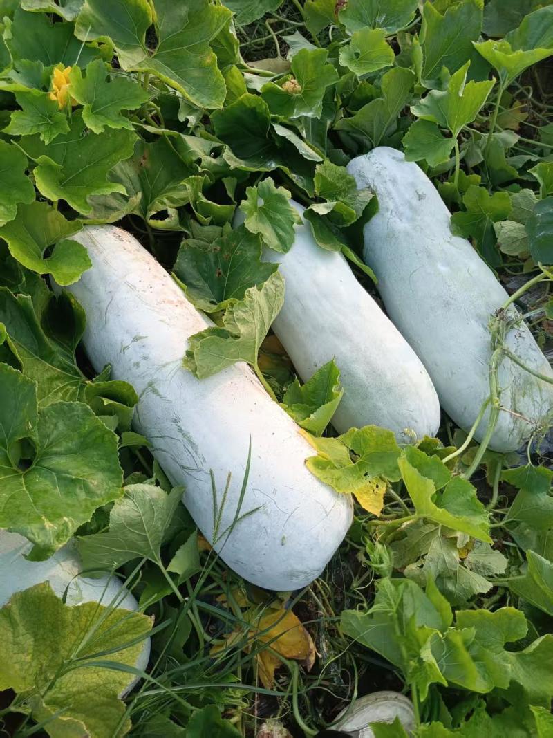 绍兴上虞白皮冬瓜新鲜蔬菜瓜菜类产地直供