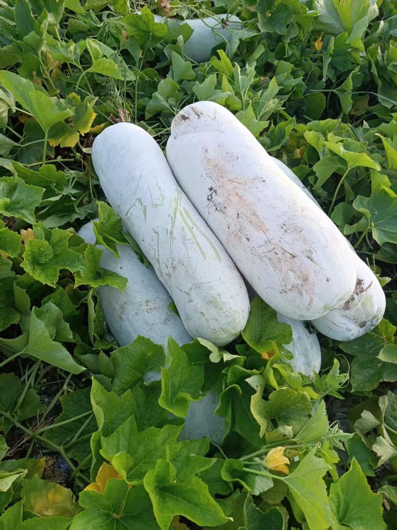 绍兴上虞白皮冬瓜新鲜蔬菜瓜菜类产地直供