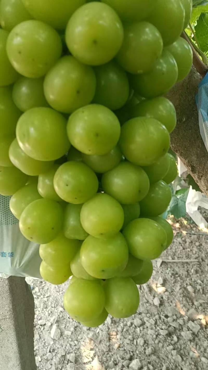 阳光玫瑰葡萄