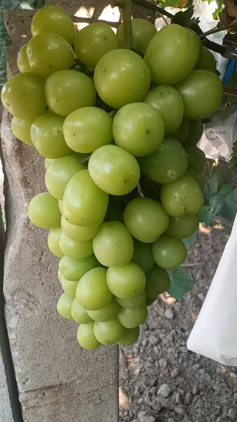 阳光玫瑰葡萄