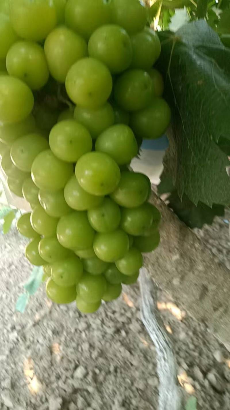 阳光玫瑰葡萄