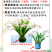 三色梦香文心兰苔藓球开花浓香可水培室内客厅禅意小花卉冬季开花