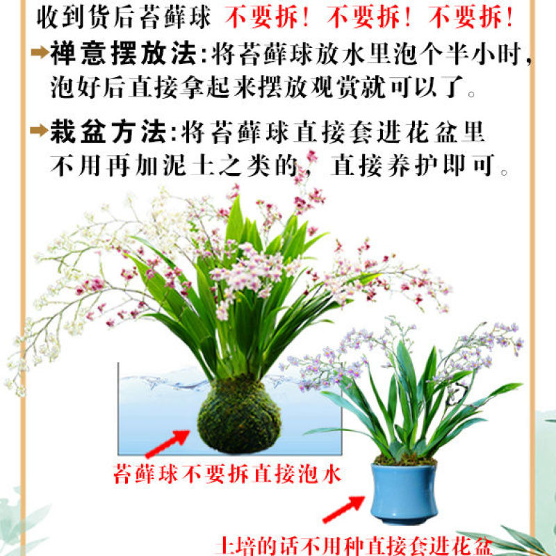 三色梦香文心兰苔藓球开花浓香可水培室内客厅禅意小花卉冬季开花