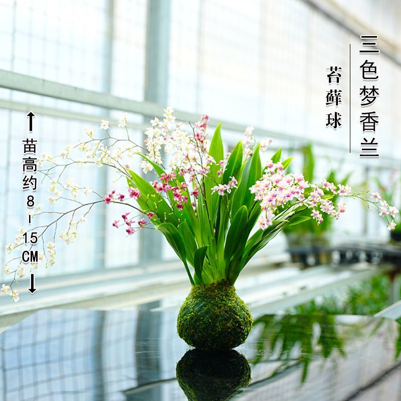 三色梦香文心兰苔藓球开花浓香可水培室内客厅禅意小花卉冬季开花