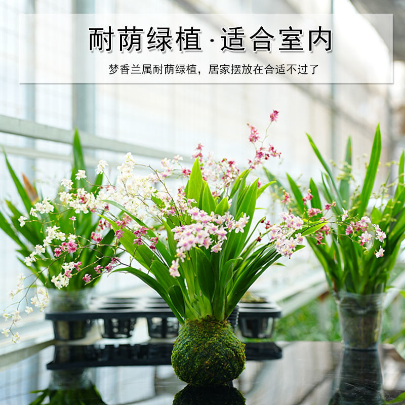 三色梦香文心兰苔藓球开花浓香可水培室内客厅禅意小花卉冬季开花