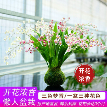 三色梦香文心兰苔藓球开花浓香可水培室内客厅禅意小花卉冬季开花