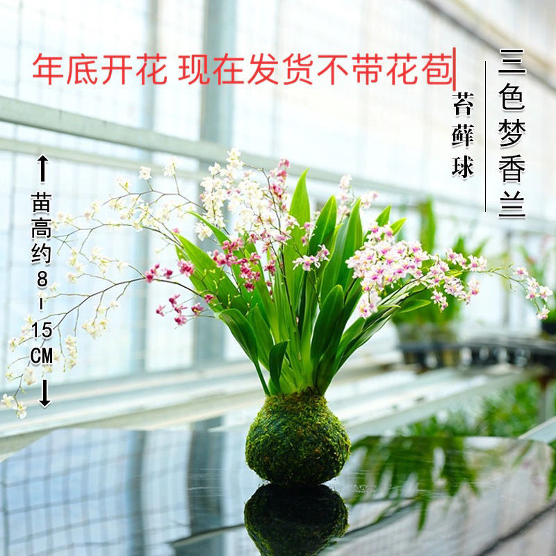 三色梦香文心兰苔藓球开花浓香可水培室内客厅禅意小花卉冬季开花