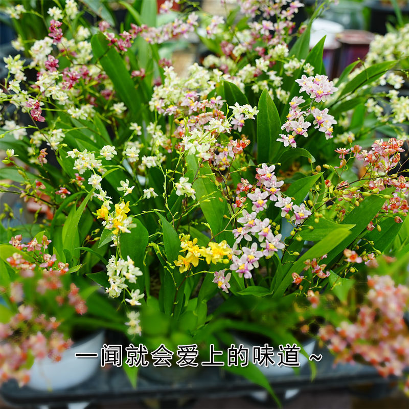 三色梦香文心兰苔藓球开花浓香可水培室内客厅禅意小花卉冬季开花