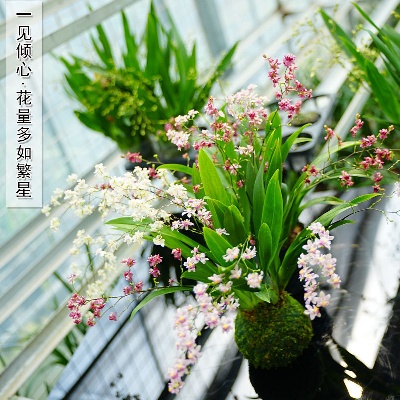三色梦香文心兰苔藓球开花浓香可水培室内客厅禅意小花卉冬季开花